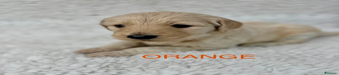 Castlecorrie Orange Sun