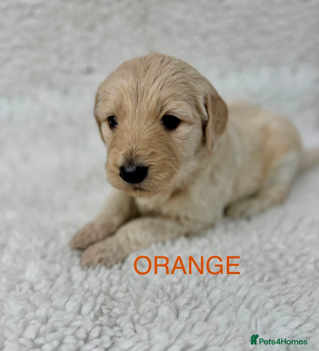 Goldendoodle dogs for sale: 💛F1 Castlecorrie Goldendoodle💛 - Advert 11