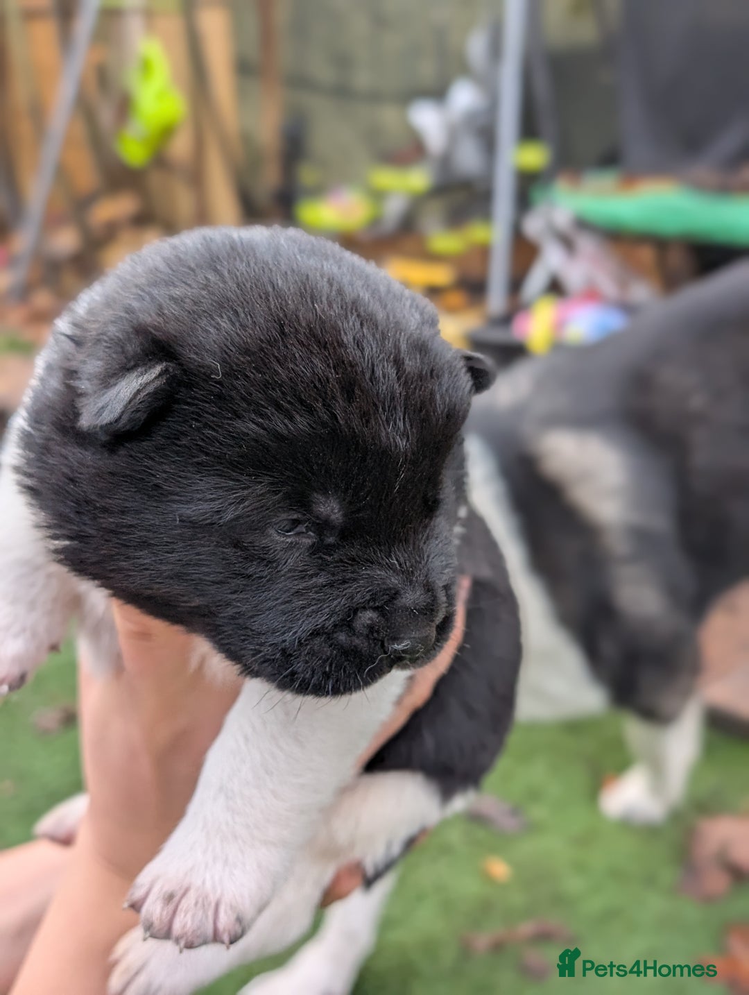 Akita dogs for sale: Akita Puppies - Advert 16