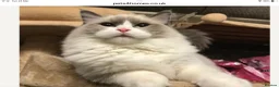 Ragdoll cats for sale: Flame and Seal point kittens  - Advert 9