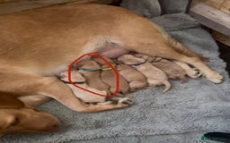 Labrador Retriever dogs for sale: 🐾 Labrador Puppies some with copper colourings 🐾 - Image 27