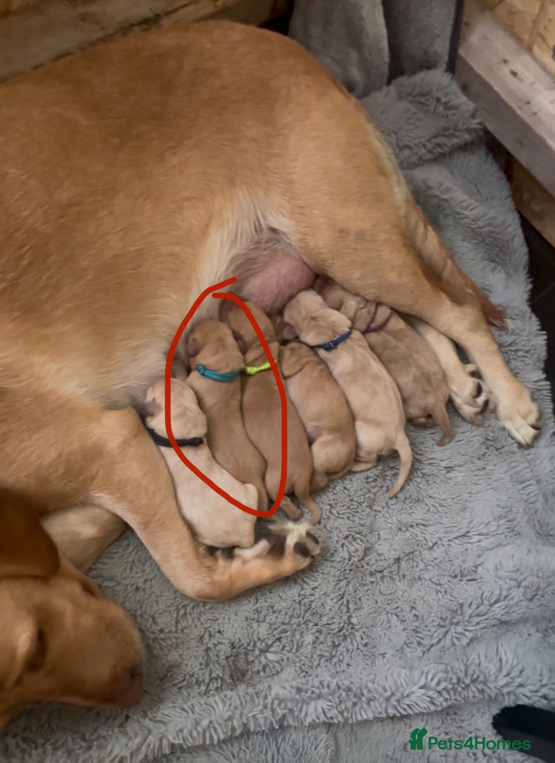 Labrador Retriever dogs for sale: 🐾 Labrador Puppies some with copper colourings 🐾 - Image 27