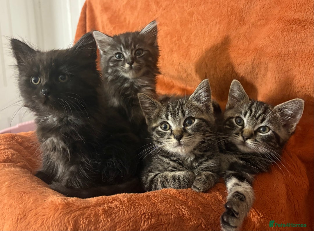 Ragdoll cats for sale: Ragdoll x British Shorthair kittens - Image 2