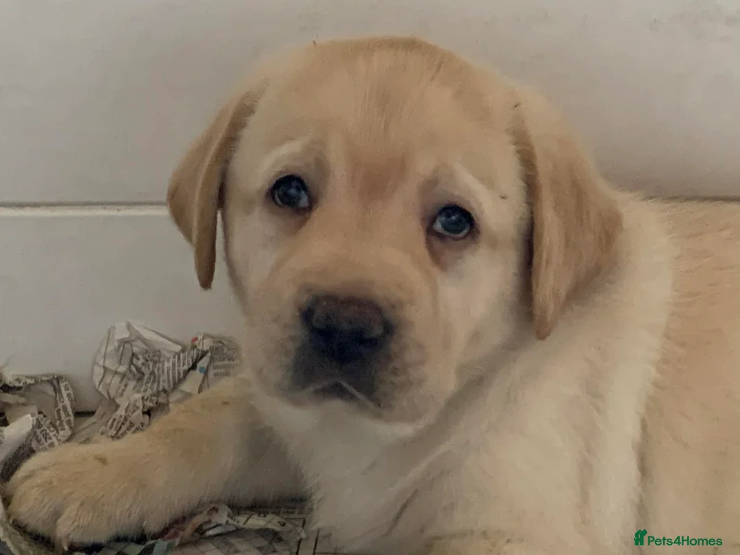 Labrador Retriever dogs for sale: Labrador puppies - Advert 3