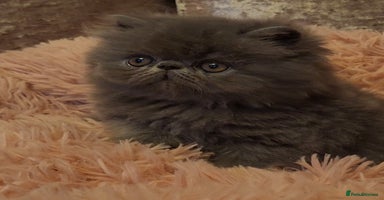 Exotic cats - Advert 9