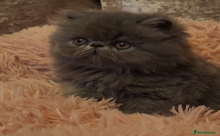 Exotic cats - Advert 10