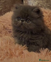 Exotic cats - Advert 2