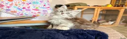 Maine Coon cats for sale: Two registered mainecoon kittens (1 poly)  - Advert 11