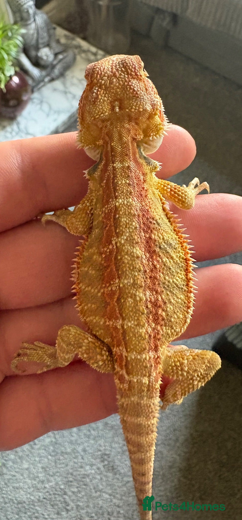 Bearded Dragon reptiles Stunning baby bearded dragons - Advert 17
