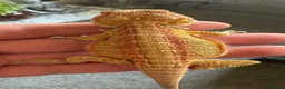 Bearded Dragon reptiles for sale: Stunning baby bearded dragons £100 ONO  - Advert 8