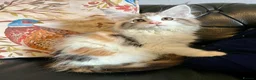 Maine Coon cats for sale: Maine Coon Calico Female Kitten - Advert 2