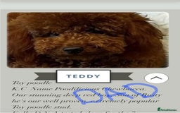 Cavapoochon dogs for sale: Toy cavapoochon F1b - Image 10