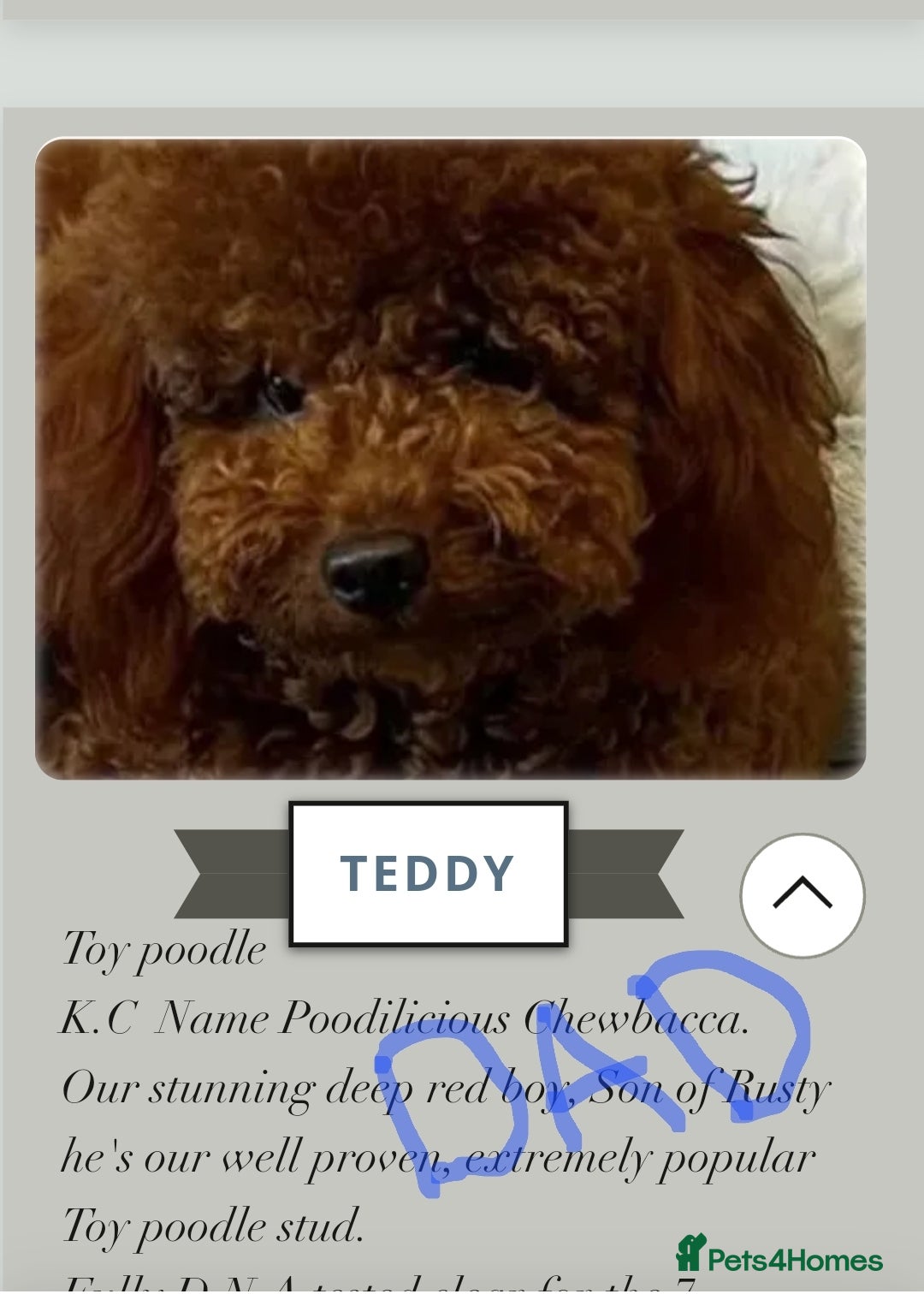 Cavapoochon dogs for sale: Toy cavapoochon F1b - Image 10