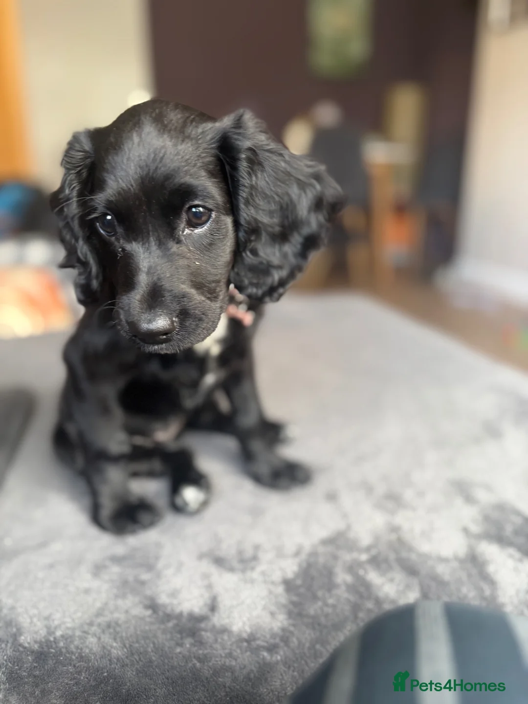 Cocker Spaniel dogs for sale: Health Tested Cocker "Saya" ready now in London - Advert 2