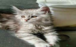 Maine Coon cats for sale: Beautiful maine coon kittens  - Image 15
