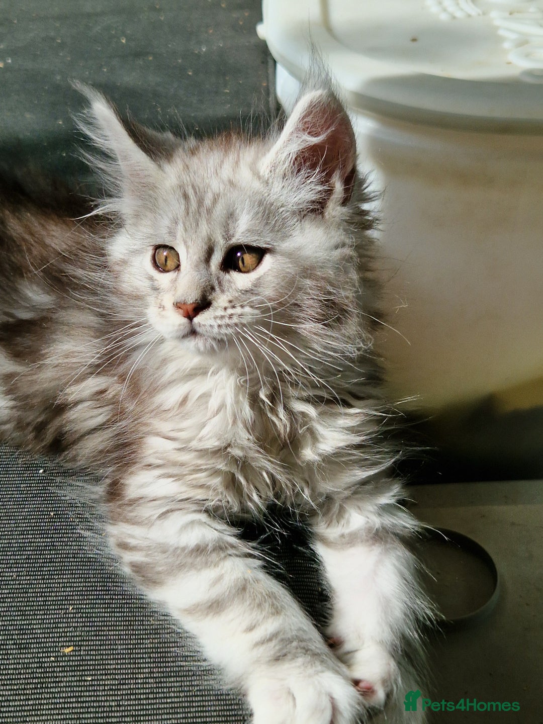 Maine Coon cats for sale: Beautiful maine coon kittens  - Image 15