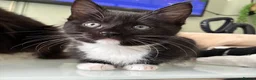 Mixed Breed cats for sale: Ragdoll cross kittens  - Advert 9