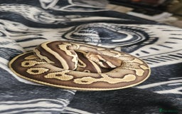 Snake reptiles for sale: Femalw leopard phantom ball python - Image 2