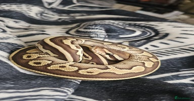 Snake reptiles - Advert 2
