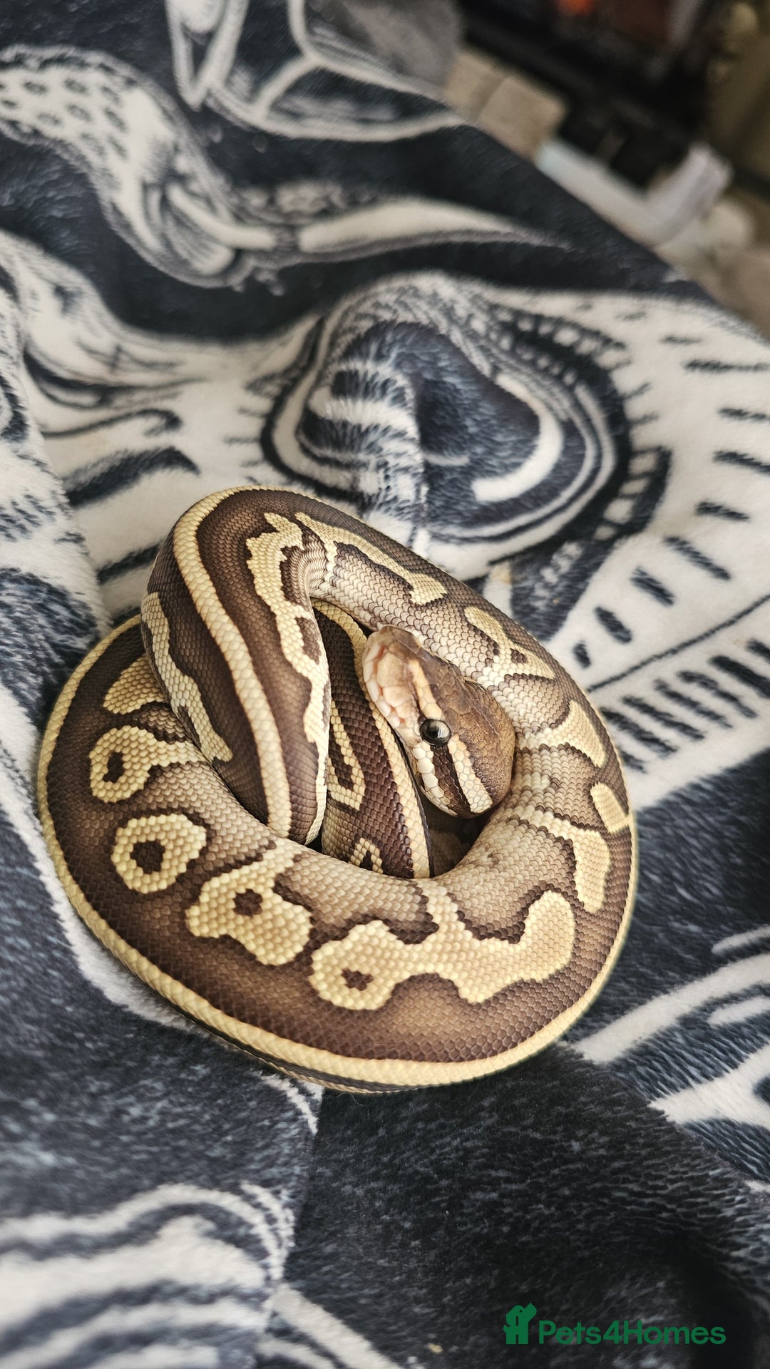 Snake reptiles for sale: Femalw leopard phantom ball python - Image 2