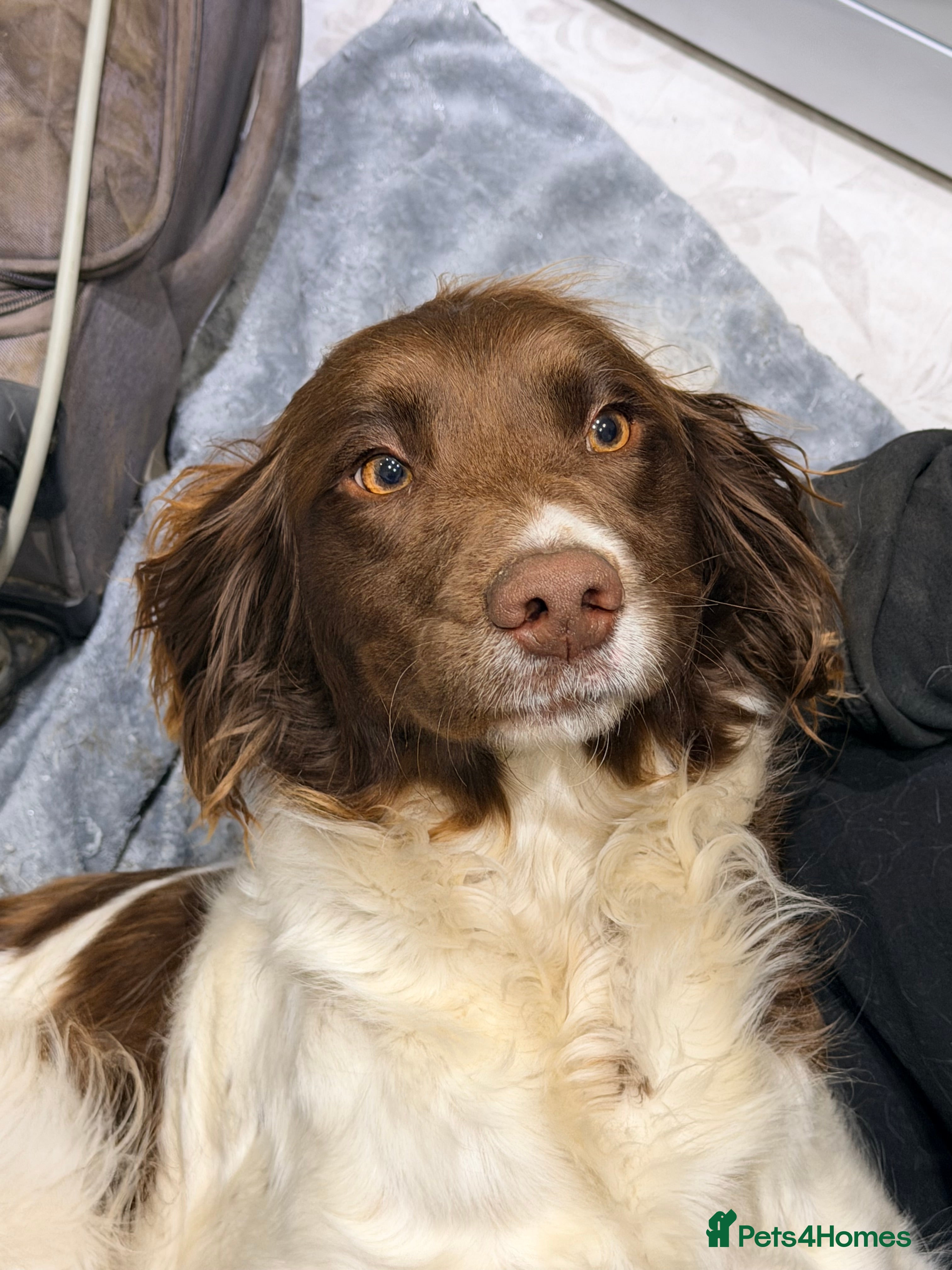 Springador dogs Springadors - Advert 1