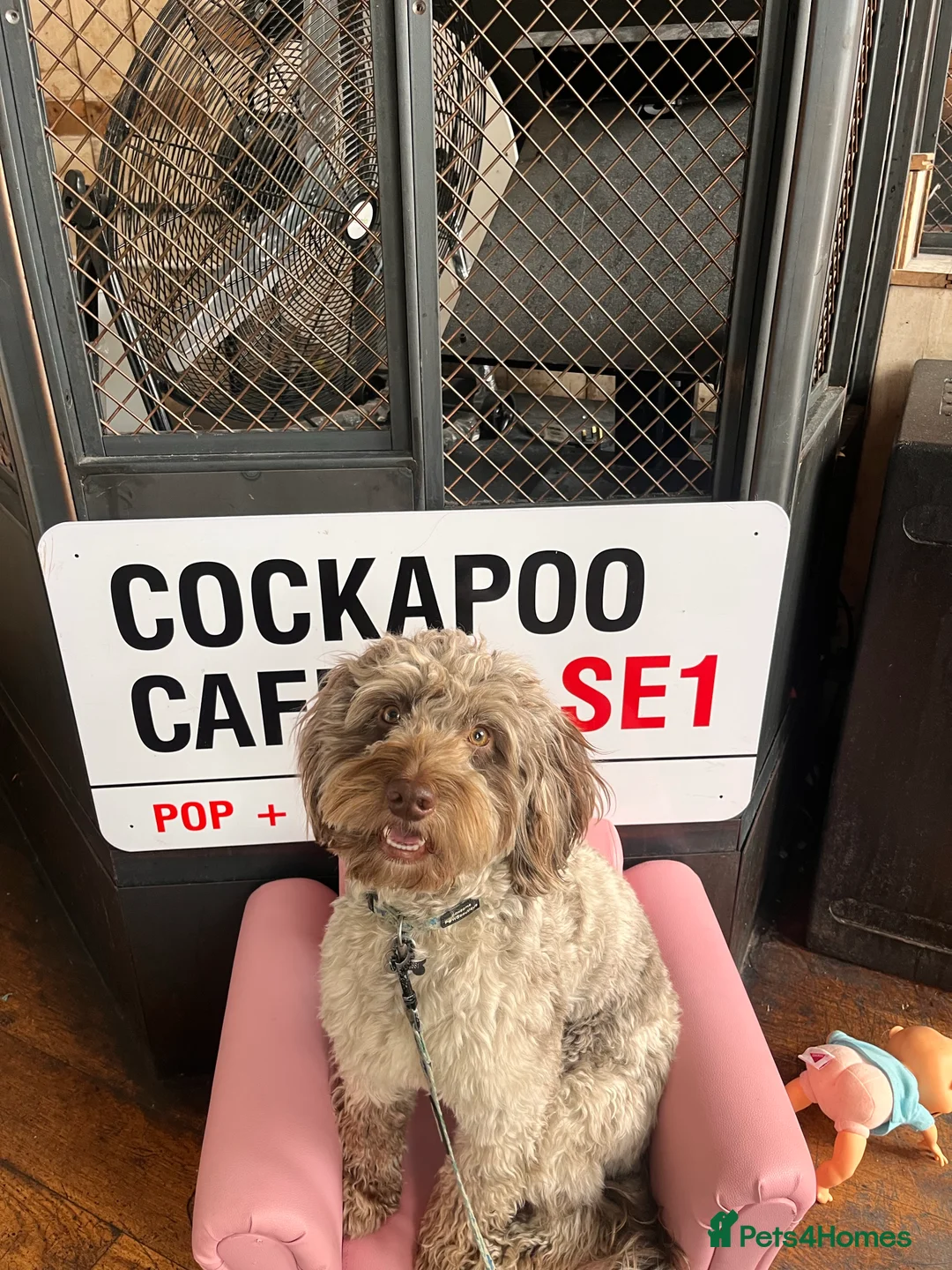 Cockapoo dogs for stud: f1 Merle cockapoo for stud in Nottingham - Advert 13