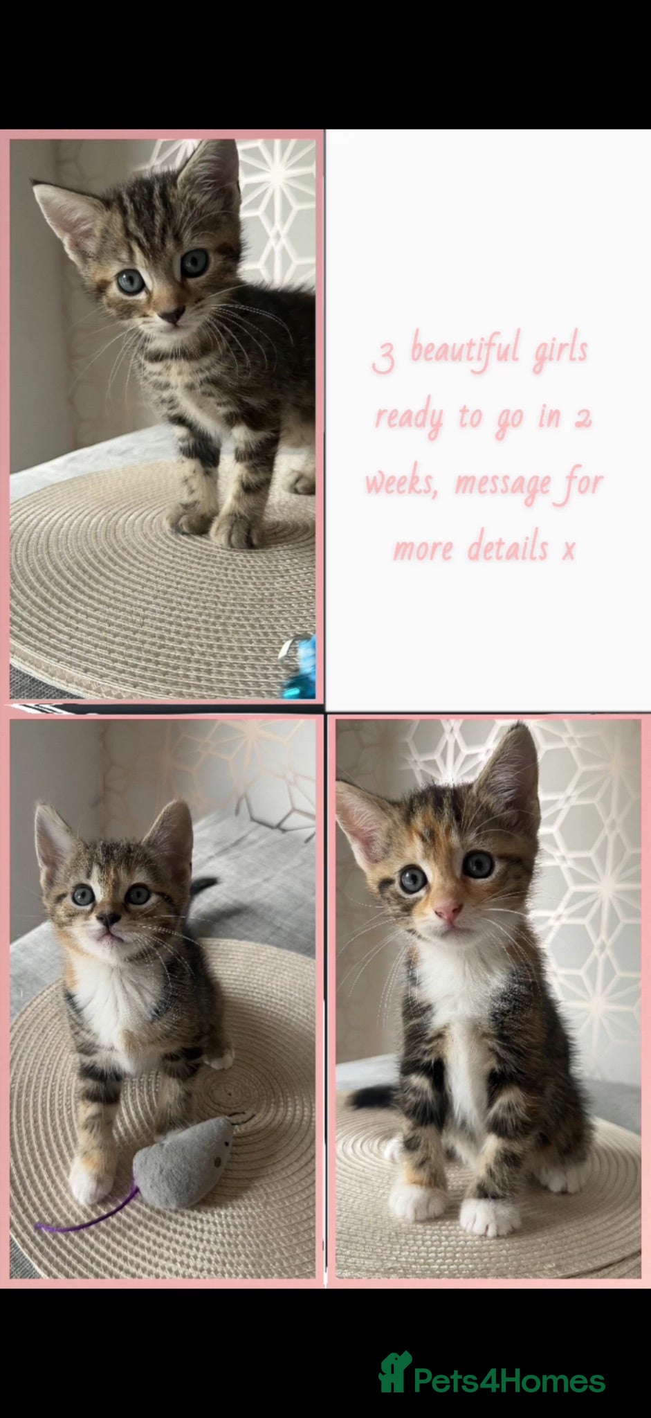 Mixed Breed cats 3 beautiful girls   - Advert 3