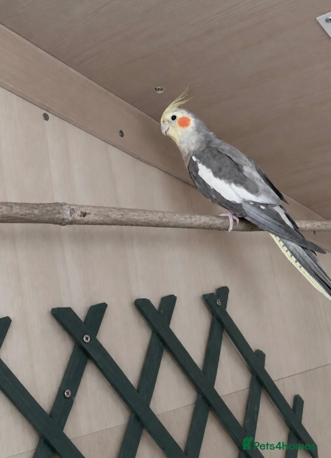 Cockatiels birds for sale: Rio looking for a home! in Beckenham - Advert 2