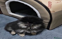Pomeranian dogs for sale: Beautiful black and tan pomeranian puppy - Image 6