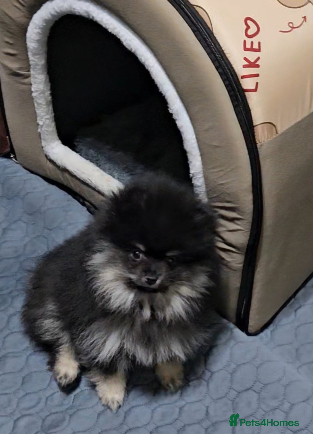 Pomeranian dogs for sale: Beautiful black and tan pomeranian puppy - Image 6