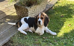 Beagle dogs for sale: KC reg Gorgeous Beagle Pups Champion Bloodline in New Malden - Image 23