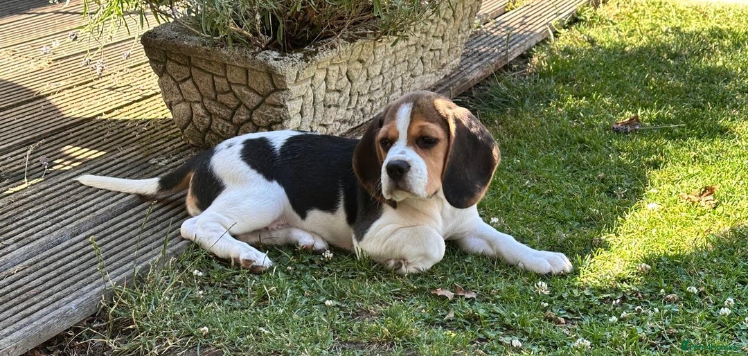 Beagle dogs for sale: KC reg Gorgeous Beagle Pups Champion Bloodline in New Malden - Image 23