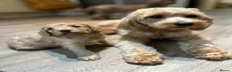 Cockapoo dogs for sale: Stunning Cockapoo Pups Health Tested Parents - Advert 14