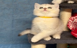British Shorthair cats for sale: AdorableBritish shorthair silver/golden kitensTICA - Image 8