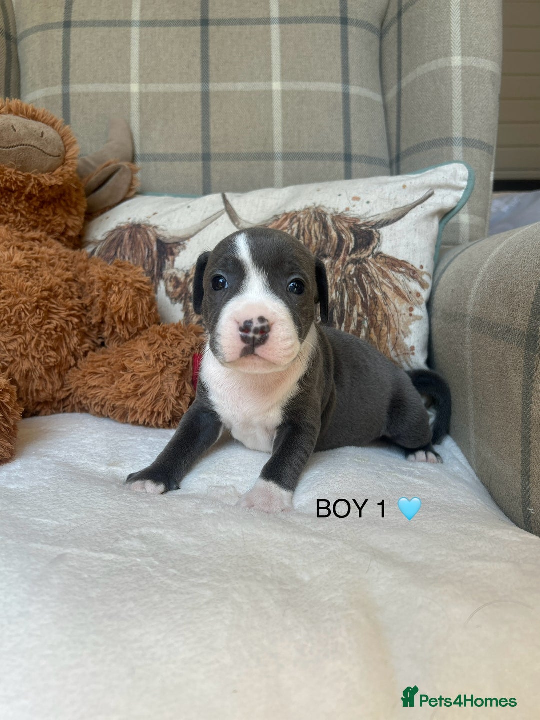 Staffordshire Bull Terrier dogs for sale: STAFFORDSHIRE BULL TERRIERS💚 - Image 4