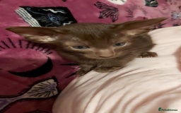 Oriental cats for sale: Full Pedigree Oriental 1 Kitten XL size ears GCCF - Advert 37