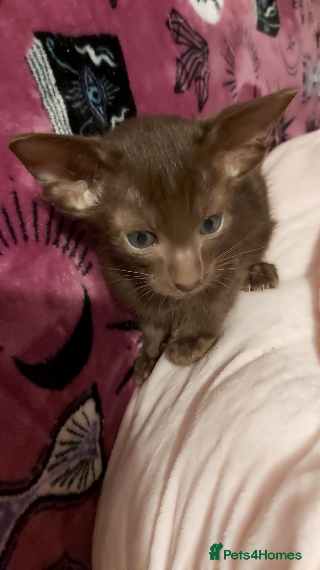 Oriental cats for sale: Full Pedigree Oriental 1 Kitten XL size ears GCCF - Advert 37