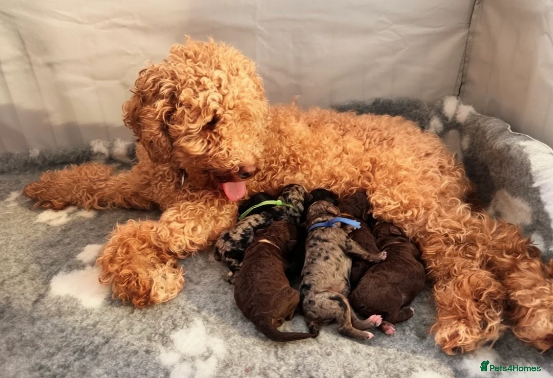 Cavapoo dogs for sale: Luxury Teddy Toy Cavapoos DNA Tested - Advert 2