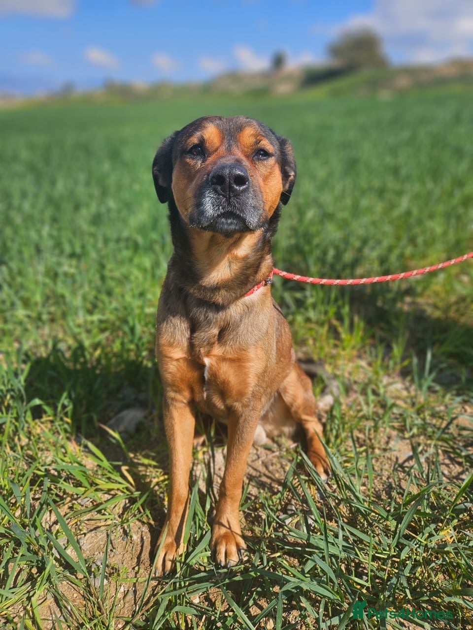 Mixed Breed dogs Casper is looking for his forever sofa - Advert 18