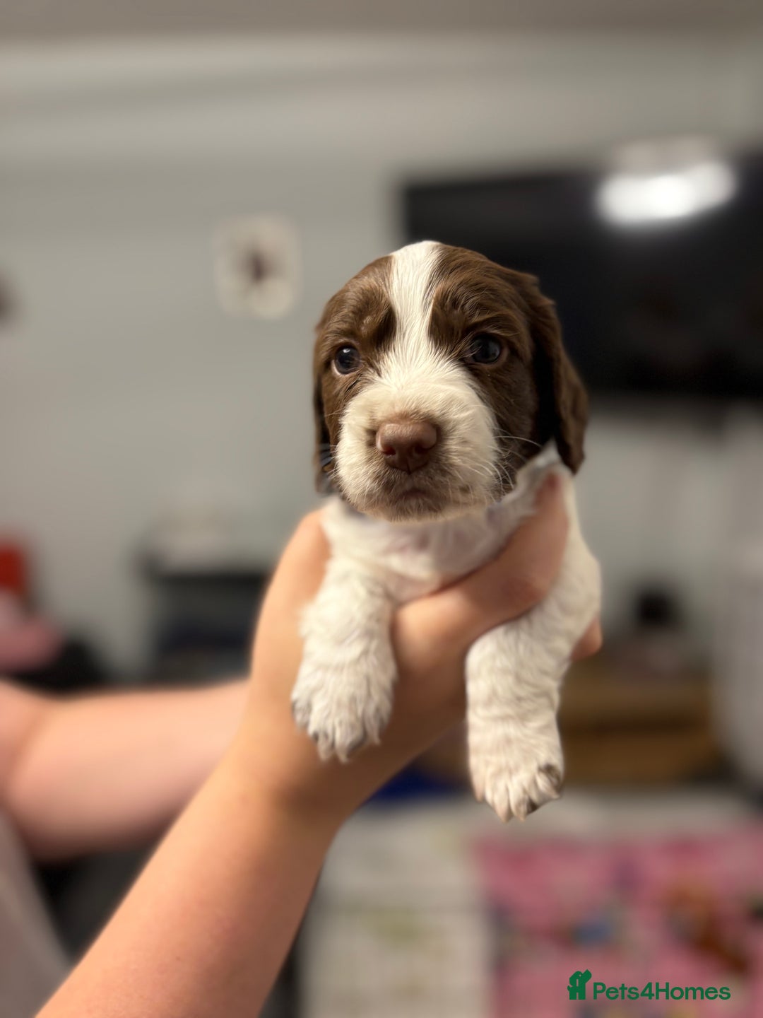 Sprocker dogs for sale: Sprocker puppies - Image 3
