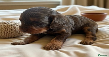 Cockapoo dogs - Advert 3