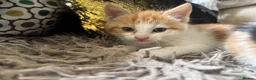 Mixed Breed cats for sale: 2 gorgeous kittens!! - Advert 7