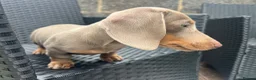 Miniature Dachshund dogs for sale: Beautiful Miniature Dachshund KC Registered  in Brentwood - Advert 14