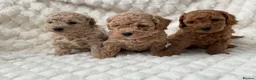 Cockapoo dogs for sale: ⭐️ Adorable Cockapoo puppies ⭐️ - Advert 5