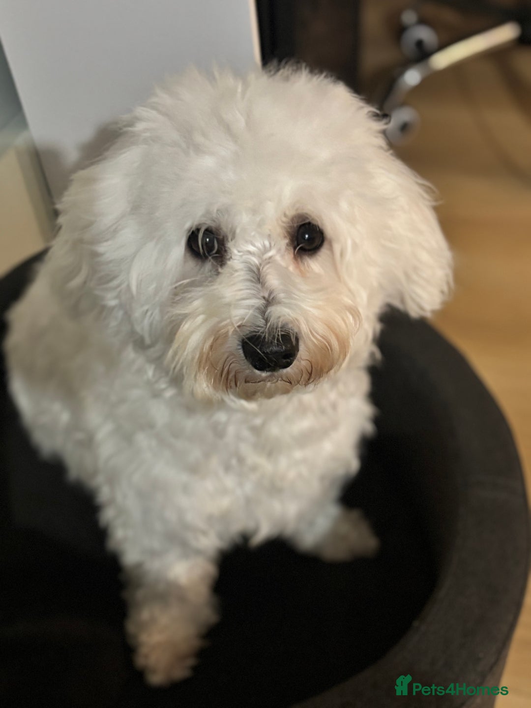 Bichon Frise dogs for sale: Teddy - Advert 1