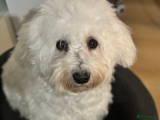 Bichon Frise dogs Teddy - Advert 1