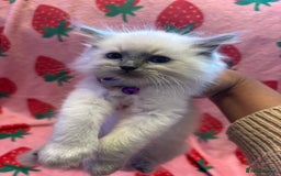 Ragdoll cats for sale: GCCF ACTIVE Registered Ragdoll Kittens  - Image 15