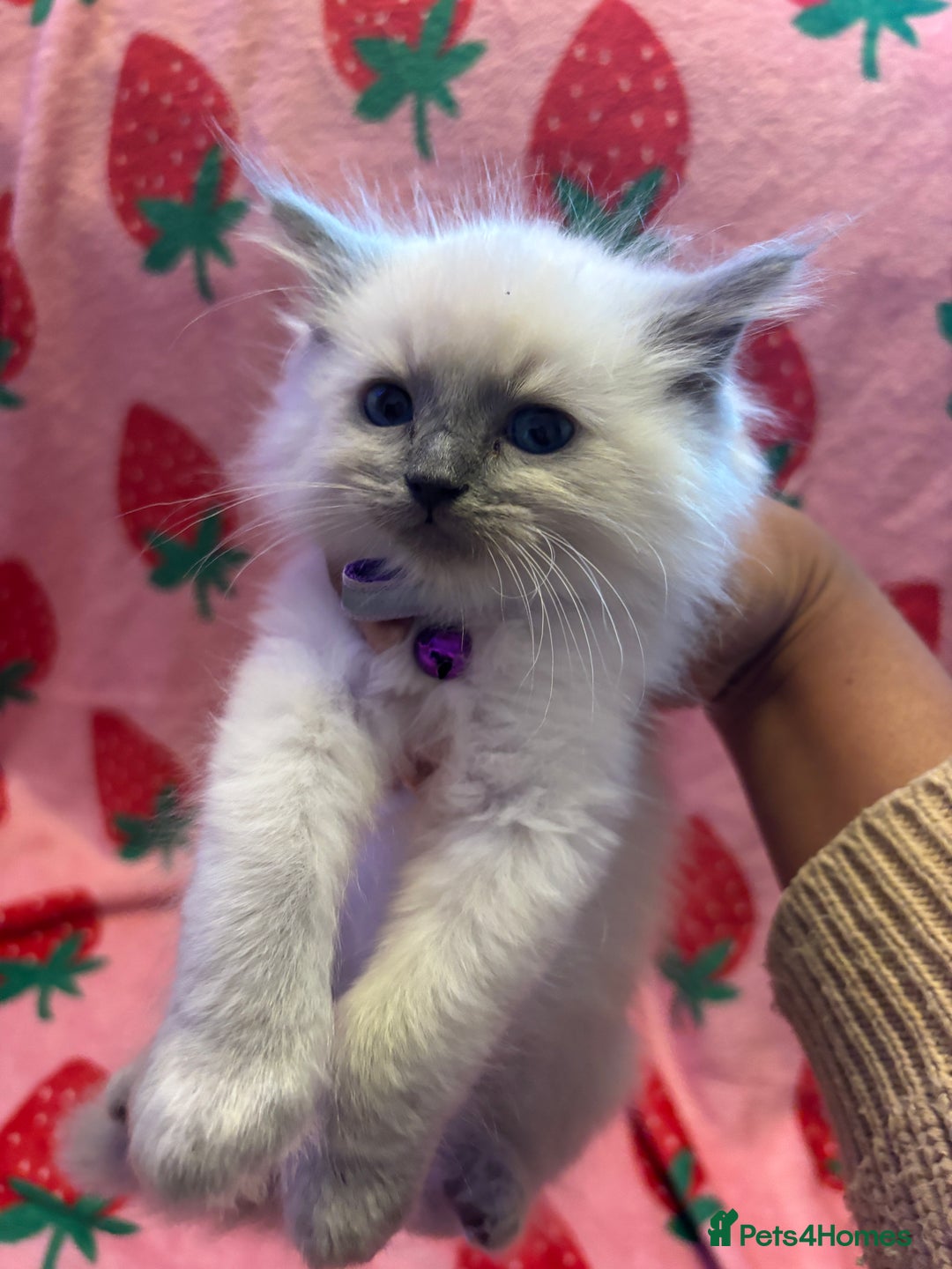 Ragdoll cats for sale: GCCF ACTIVE Registered Ragdoll Kittens  - Image 15