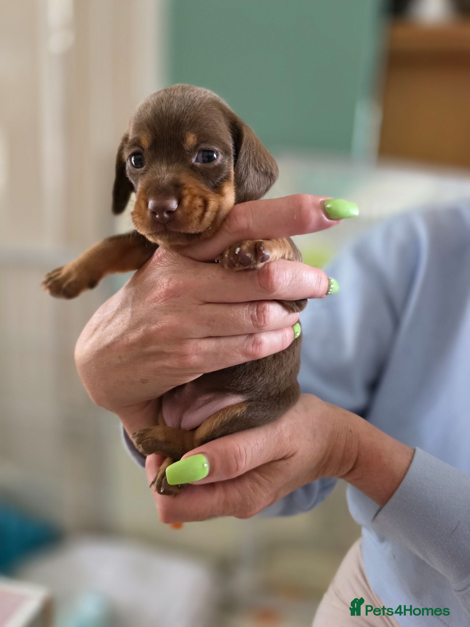 Miniature Dachshund dogs 7 beautiful little Dachshund  - Advert 2
