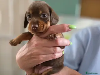 Miniature Dachshund dogs 7 beautiful little Dachshund - Advert 2